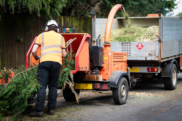 Tree Health Inspection in Kalispell, MT